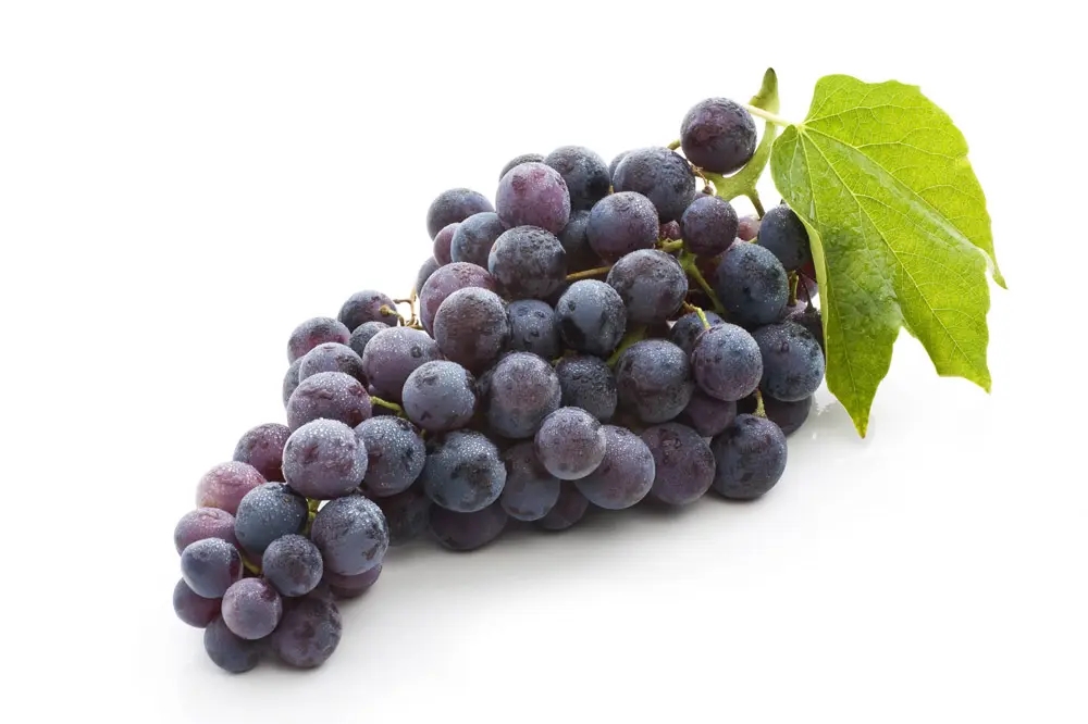 Grape seed proanthocyanidins..jpg